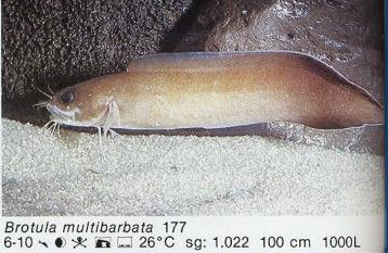 Brotula multibarbara